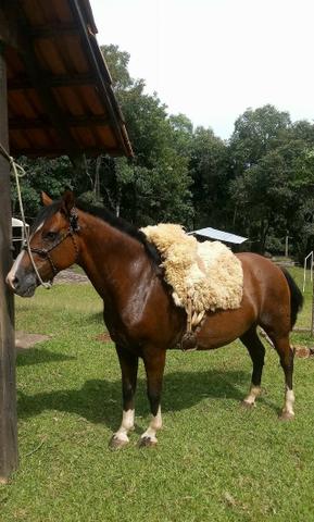 Cavalo Crioulo