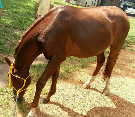 Cavalo castanho com 4 anos de idade