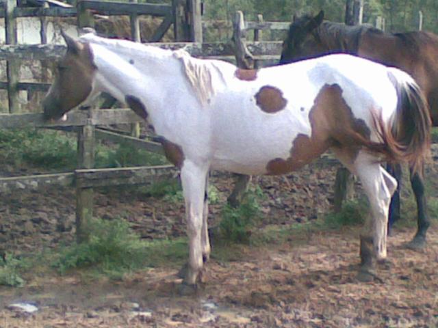 Egua Paint Horse, parida de um quarto de milha e prenha
