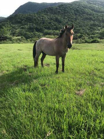 Cavalo crioulo Rosilha