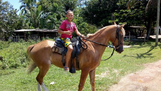 Cavalo macho capado Quarto de Milha com Mangalarga, 10 anos