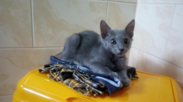 Gato macho cor cinza aço 