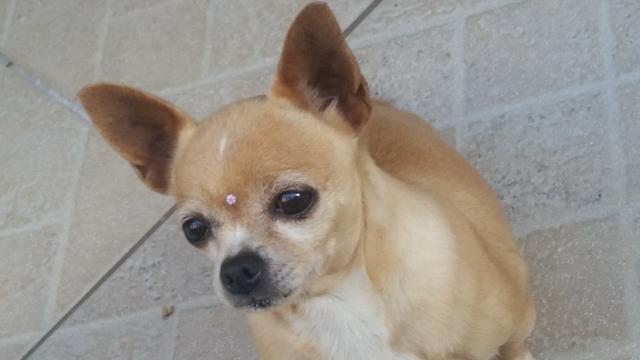 Chihuahua com pequinês para adoção responsável