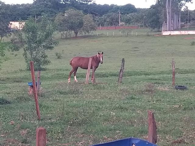 Égua mangalarga Paulista