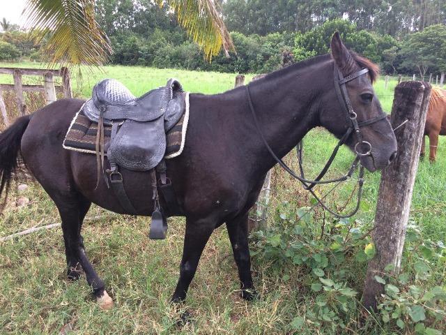Vendo Cavalo Manga Larga Mineiro (Marcha Picada)