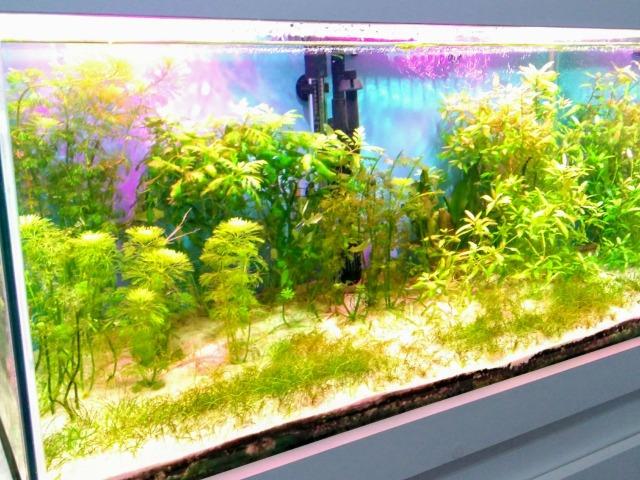 Lindo aquário de 128 litros