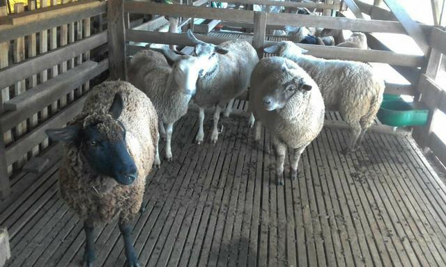 Ovelhas de lã