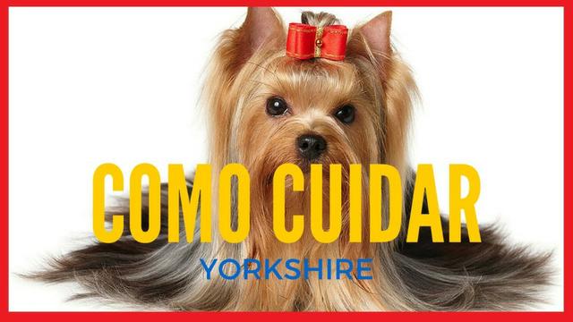 Yorkshire Terrier, Aprenda a Cuidar do Yorkshire