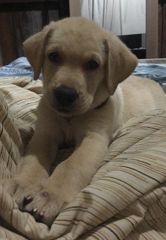 Labrador 3 meses e 10 dias