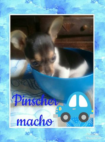 Pinscher miniatura tricolor macho a venda