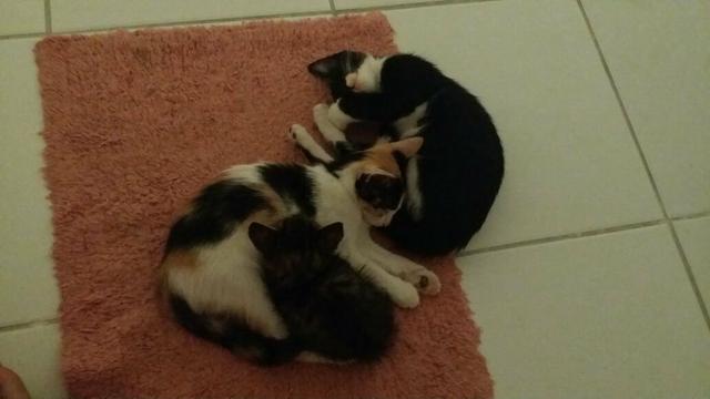 3 lindos gatinhos