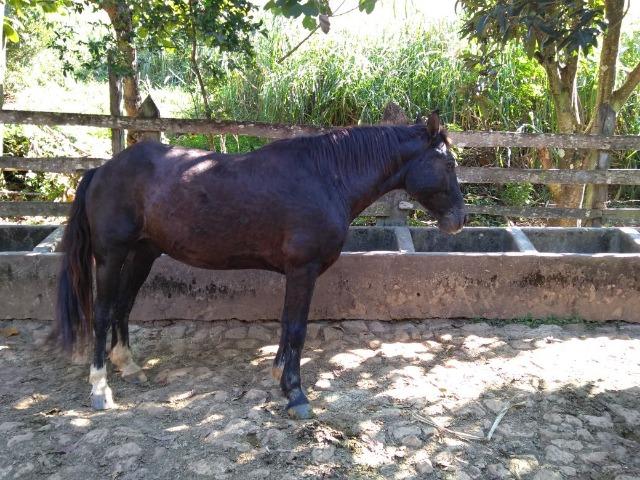 Cavalo preto mangalarga marchador e potra mangalarga marchador
