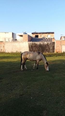 Cavalo Baio Crioulo