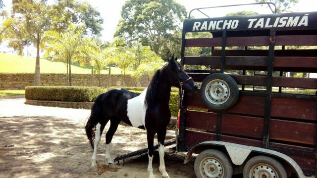 Cavalo Pampa Mangalarga Registrado