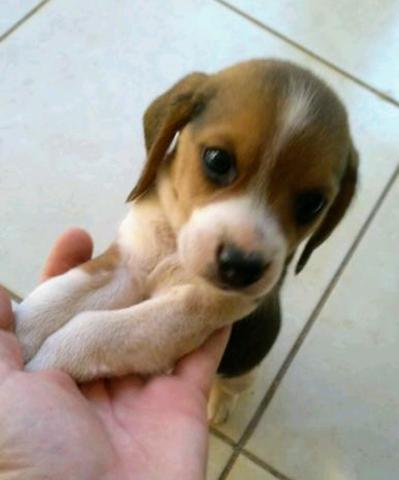Última Beagle fêmea