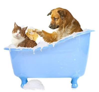 Banho e tosa em Cães a Domicilio