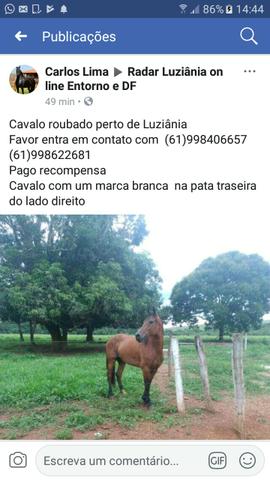 Cavalo roubado perto de Luziânia