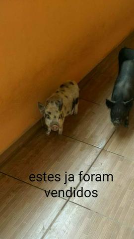 Mini animais locação e venda mini pigs porquinhos domésticos