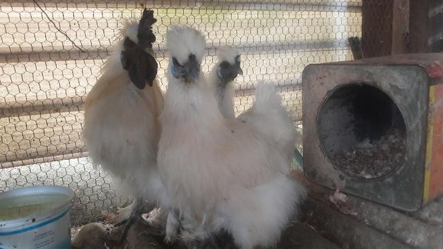 Lindas galinhas sedosa trio
