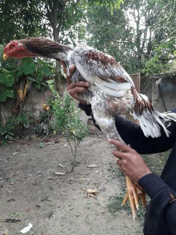 Frangos indio gigante e galinha frangos aparti de120