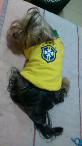 Camisa pólo Brasil para cães e gato