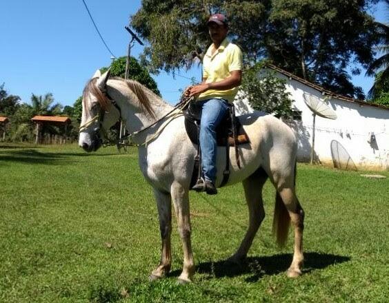 Cavalo Mangolino - Picado