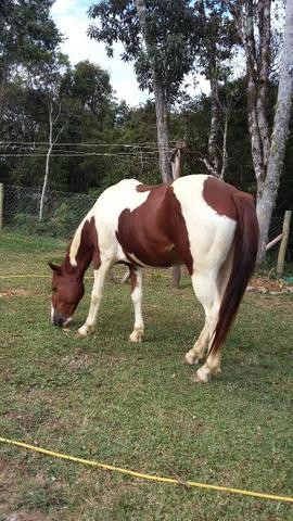 Cavalo Paint Horse