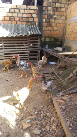 10 galinhas raciada com gigante da Índia e ainda 16 pintinhos grandes