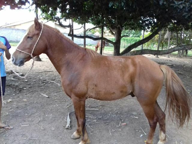 Cavalo Machador
