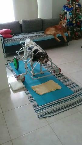Cadeira de rodas para cachorros