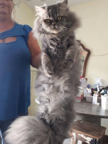 Gato persa com 10 meses