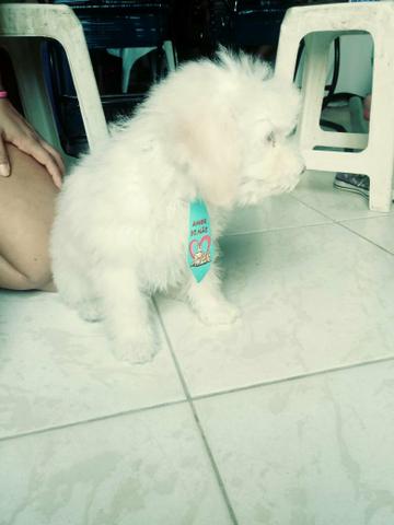 Cachorro poodle micro toy