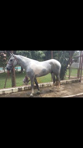 Cavalo mangalarga Pampa de Tordilho 3,6 anos REGISTRADO