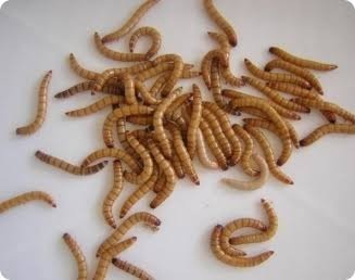 300 Larvas De Tenébrios Molitor.