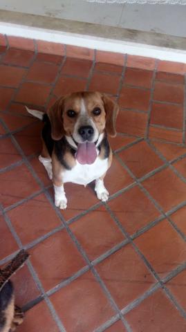 Beagle Macho 02 anos