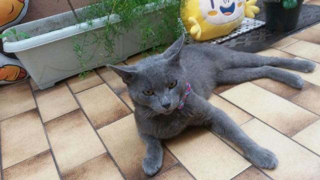Procura-se fêmea de gato da raça Chartreux para adoção