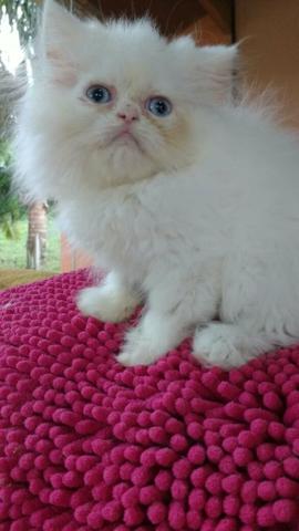 Gatinho Persa branco neve olhos azuis