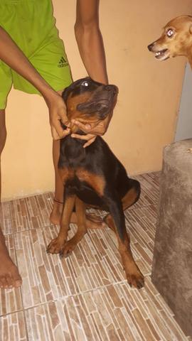 Vendo uma Rottweiler femia com 6 meses