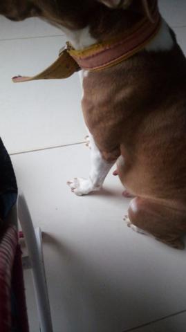 Cachorra gravida pertoo de nascer.pitibull red nose