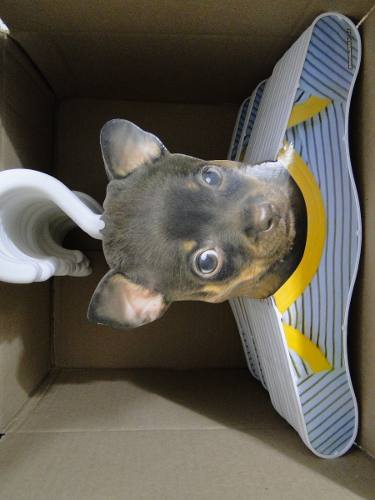 Cabide Animado Infantil Cara Cachorro Pinscher Chihuahua Pug