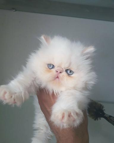 Gato persa, macho disponível à venda!!!