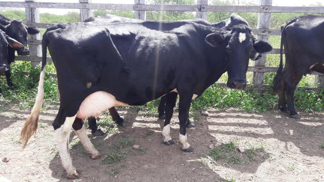 Vacas leiteiras girolando prenhas e paridas