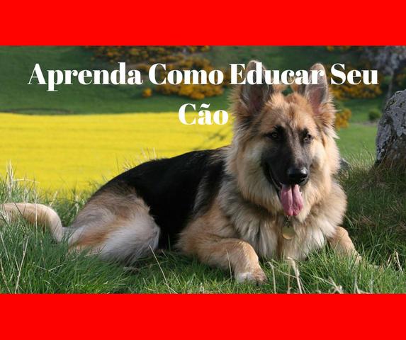 Adestramento Canino - Curso Online - Como Educar seu cão