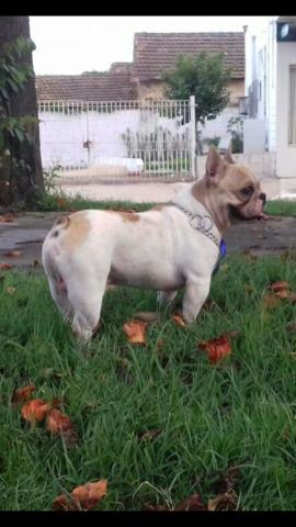 Bulldog francês castrado 2 anos