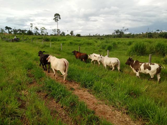 Mini vacas