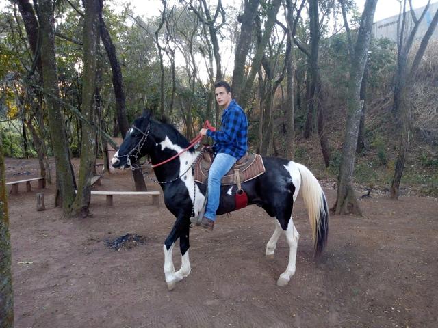 Cavalo Garanhão Marchado Pampa de Preto