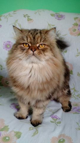Gato persa para adoção