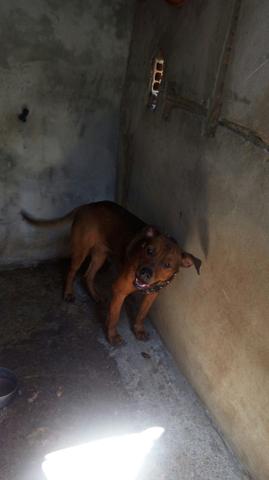 Cachorro rottweiler misturado 150 reais