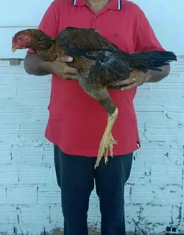 Vendo matriz galinha indio gigante