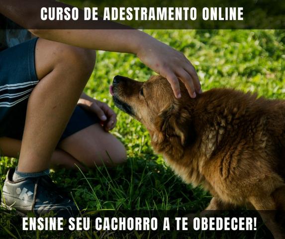 Curso de Adestramento Canino Online